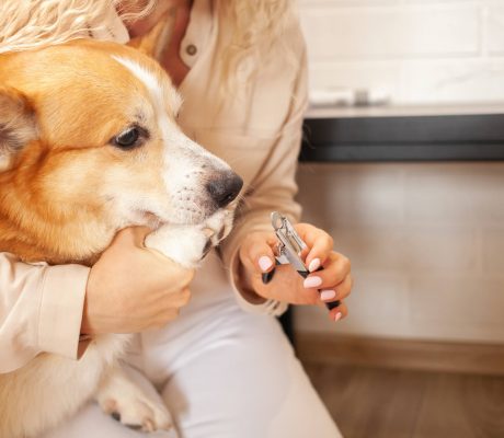 woman-cuts-dog-s-claws-brown-corgi-cute-pet-car-2022-09-15-22-14-37-utc