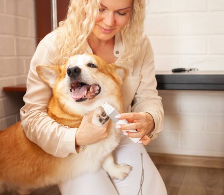 woman-cuts-dog-s-claws-brown-corgi-cute-pet-car-2022-09-18-18-17-34-utc